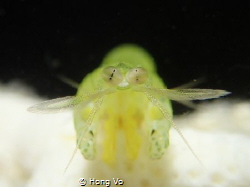 The mantis shrimp has three pseudopupils per eye and sees... by Hong Vo 